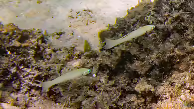 Ptereleotris microlepis im Aquarium halten