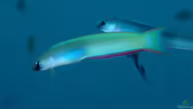 Ptereleotris monoptera im Aquarium halten