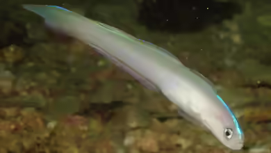 Ptereleotris randalli im Aquarium halten