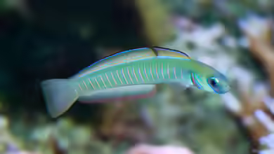 Ptereleotris zebra im Aquarium halten