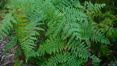 Pteridium aquilinum im Garten pflanzen