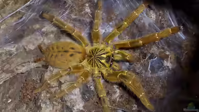 Pterinochilus murinus im Terrarium halten