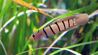 Pterogobius elapoides im Aquarium halten
