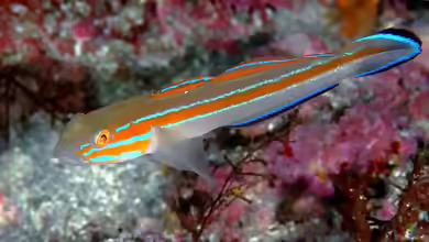 Pterogobius virgo im Aquarium halten