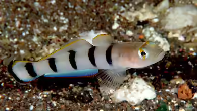 Pterogobius zacalles im Aquarium halten