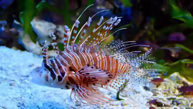 Pterois antennata im Aquarium halten