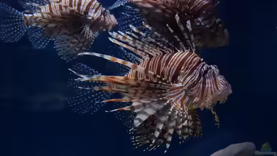 Pterois lunulata im Aquarium halten