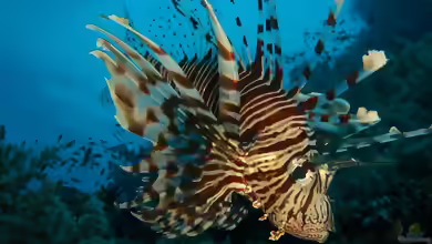 Pterois miles im Aquarium halten