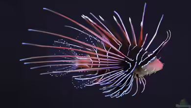 Pterois radiata im Aquarium halten