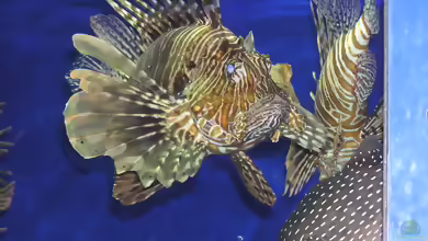 Pterois russelii im Aquarium halten