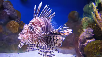 Pterois volitans im Aquarium halten