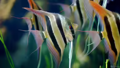 Pterophyllum altum im Aquarium halten