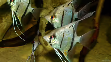 Pterophyllum scalare im Aquarium halten