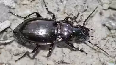 Pterostichus burmeisteri im Garten