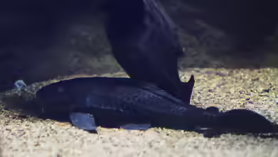 Pterygoplichthys disjunctivus im Aquarium halten