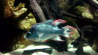 Ptychochromis insolitus im Aquarium halten