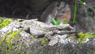 Ptychozoon kuhli im Terrarium halten