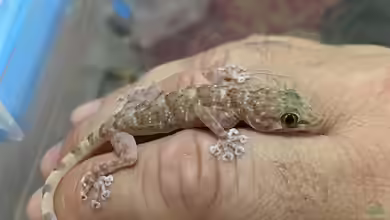 Ptyodactylus hasselquistii im Terrarium halten