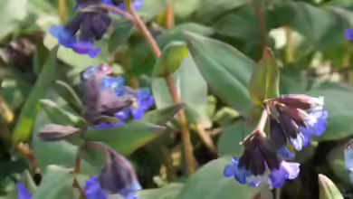 Pulmonaria angustifolia im Garten pflanzen