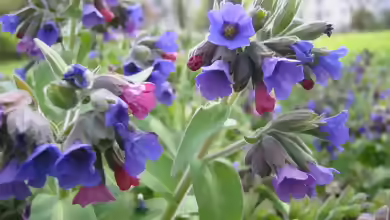 Pulmonaria mollis im Garten pflanzen