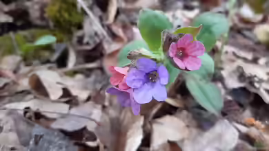 Pulmonaria officinalis im Garten pflanzen