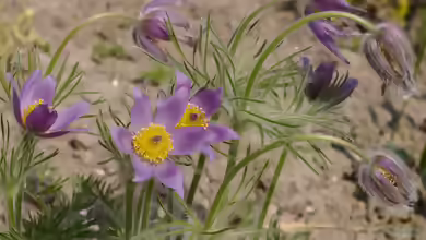 Pulsatilla vulgaris im Garten pflanzen