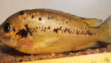 Pungu maclareni im Aquarium halten
