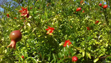 Punica granatum im Garten pflanzen