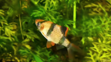 Puntigrus anchisporus im Aquarium halten