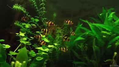 Puntigrus tetrazona im Aquarium halten