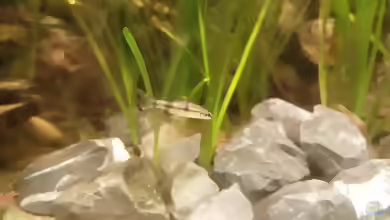 Puntius denisonii - Rotstrichbarbe Nachwuchs