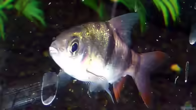Puntius everetti im Aquarium halten
