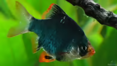 Puntius tetrazona grün im Aquarium halten