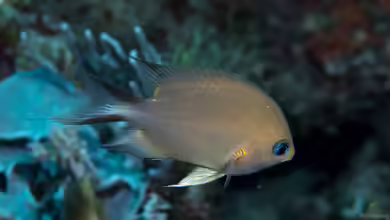 Pycnochromis amboinensis im Aquarium halten