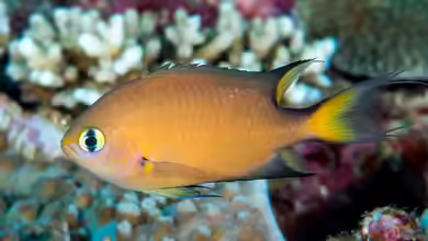Pycnochromis atripes im Aquarium halten