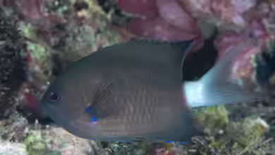 Pycnochromis caudalis im Aquarium halten