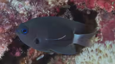 Pycnochromis delta im Aquarium halten