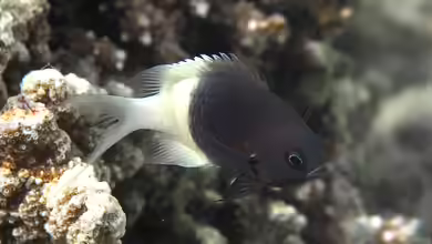 Pycnochromis fieldi im Aquarium halten