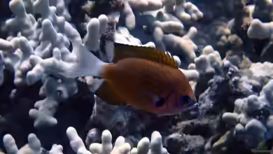 Pycnochromis hanui im Aquarium halten