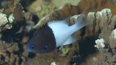 Pycnochromis iomelas im Aquarium halten