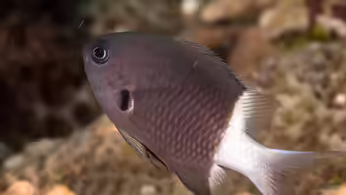 Pycnochromis margaritifer im Aquarium halten