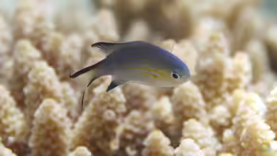 Pycnochromis nigrura im Aquarium halten