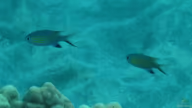 Pycnochromis vanderbilti im Aquarium halten