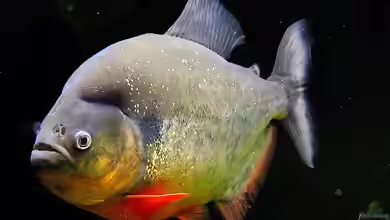 Pygocentrus: Raubfische im Aquarium fachgerecht verstehen und halten