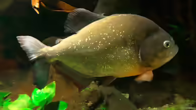 Pygocentrus cariba im Aquarium halten