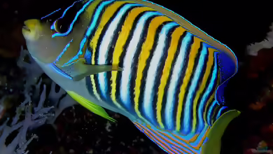 Pygoplites diacanthus im Aquarium halten