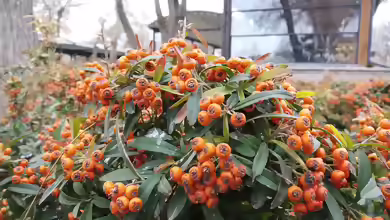 Pyracantha im Garten pflanzen