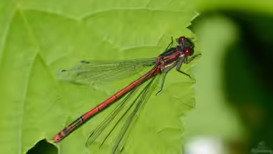 Pyrrhosoma nymphula im Aquarium halten