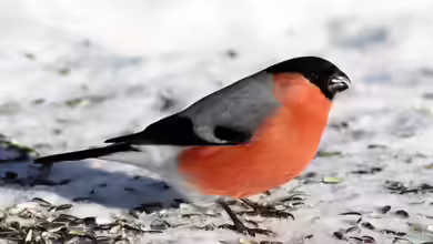 Pyrrhula pyrrhula im Garten
