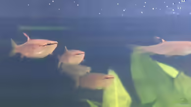 Pyrrhulina australis im Aquarium halten